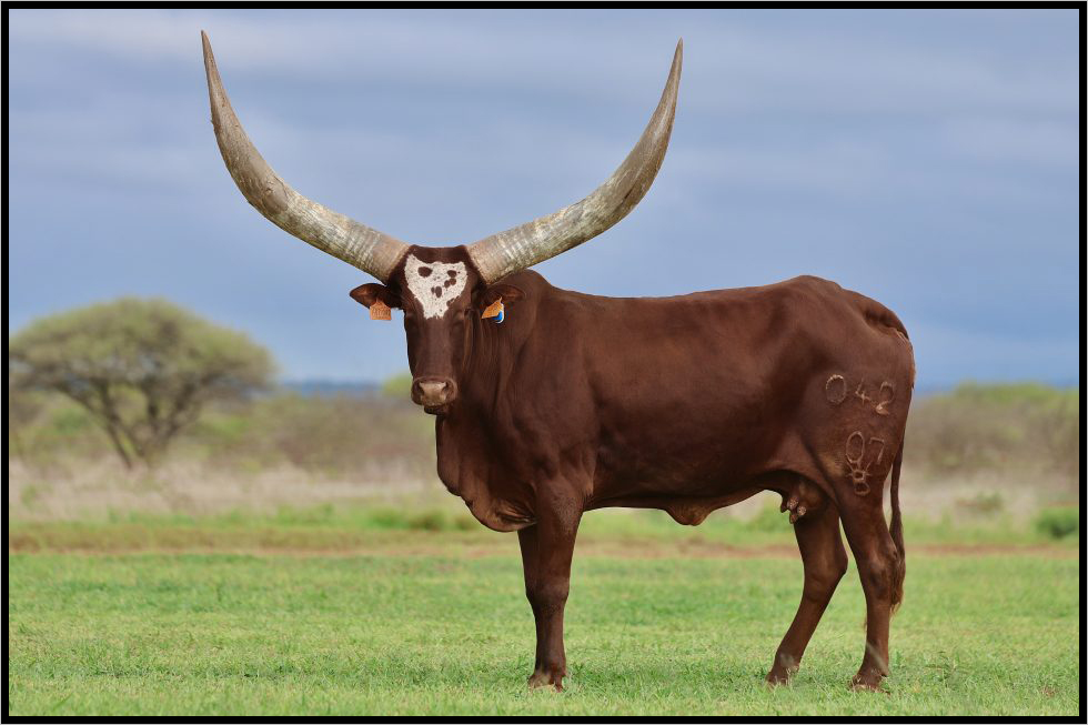 cowsat1
